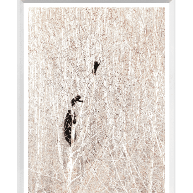 Bears in a Birch Forest Mini