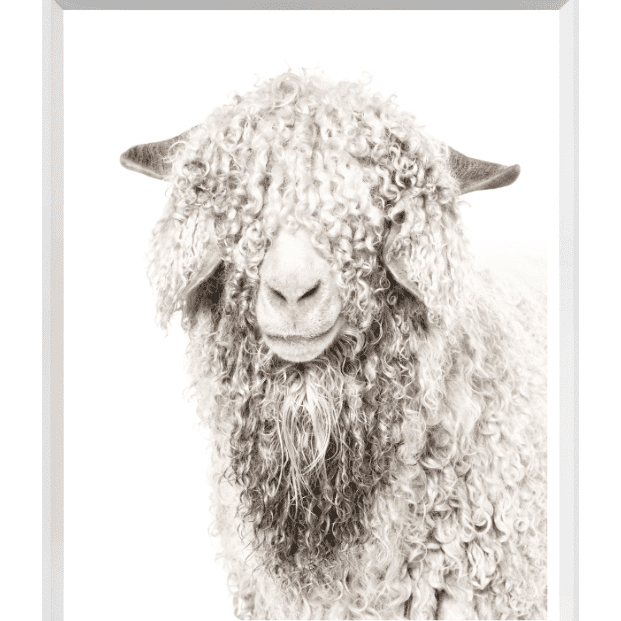 Angora Goat
