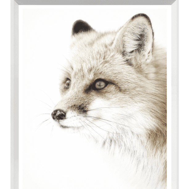 Red Fox