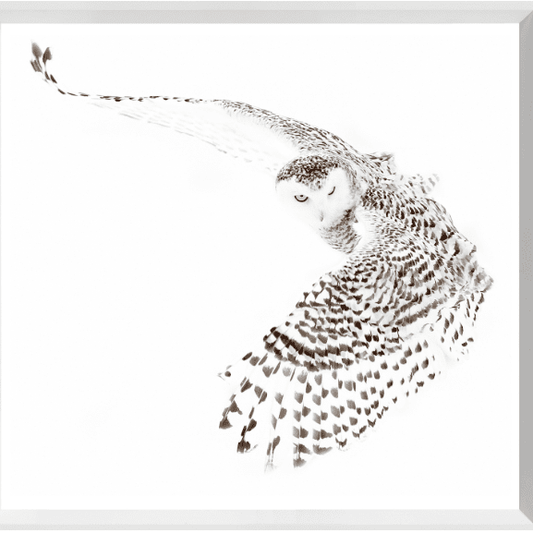 Snowy Owl - XLarge