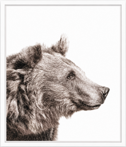 Isolated Bear - Large
