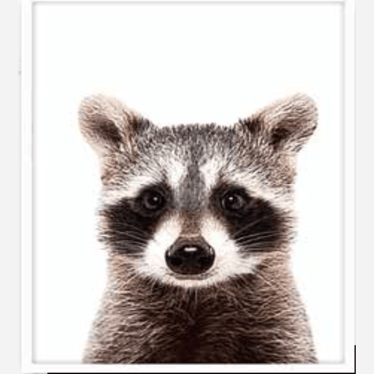Isolated Raccoon - Large