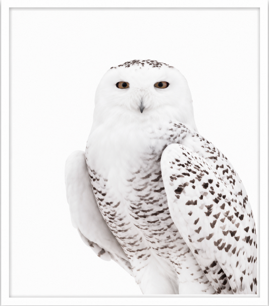 Isolated Owl - Large