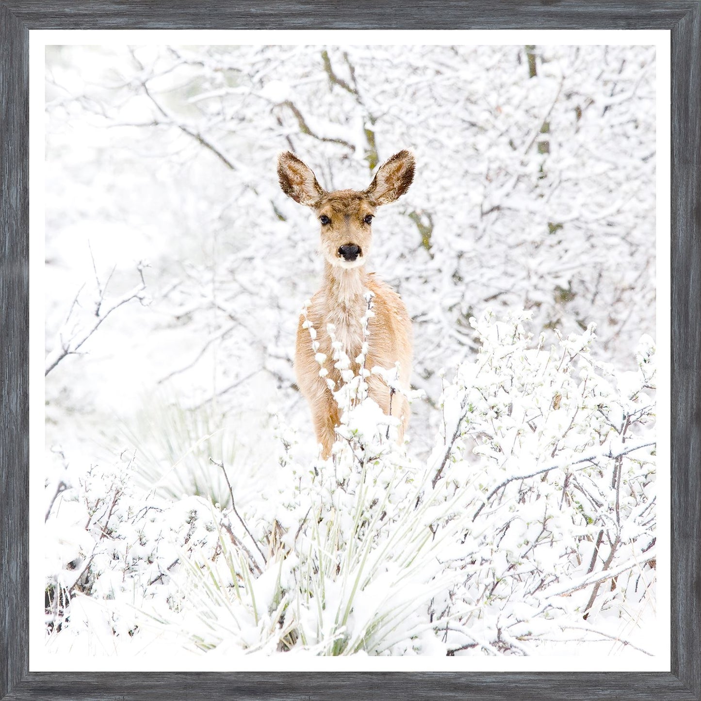 Colorado Mule Deer Mini-Grey