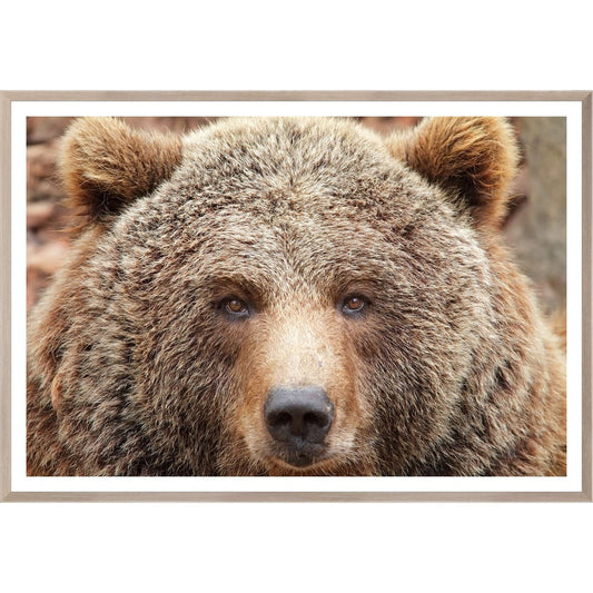 Natural - Grizzly - Large