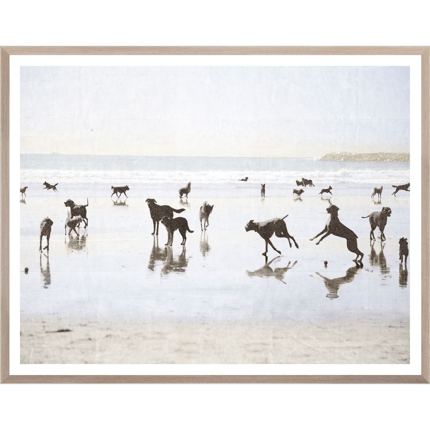 Dogs Day At The Beach