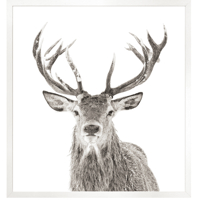 Stag