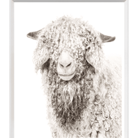 Angora Goat