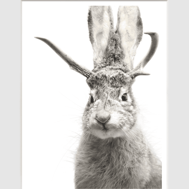 Jackalope