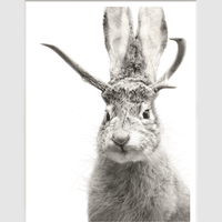 Jackalope