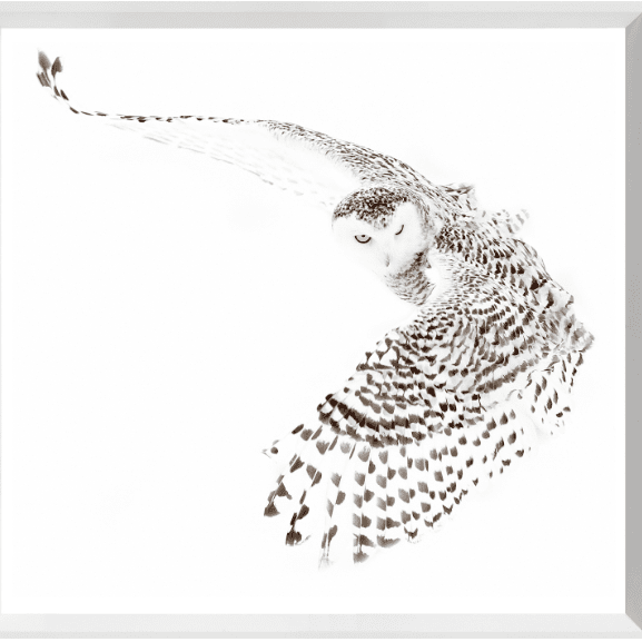 Snowy Owl - Large