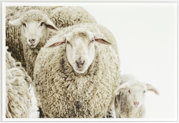 Wooly Stare (C426)-S