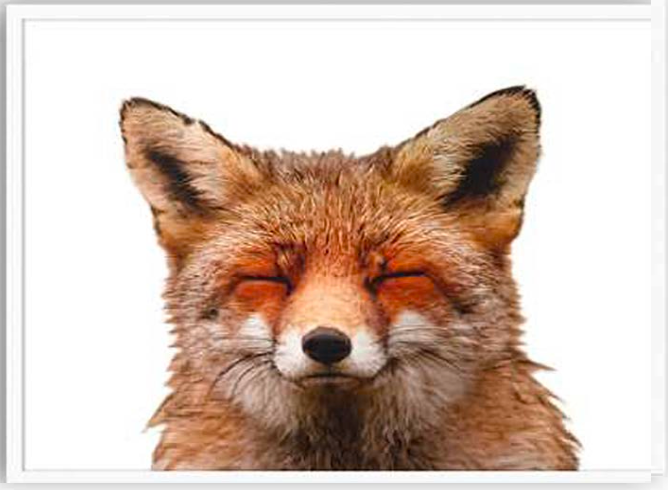 Isolated Happy Fox - Large