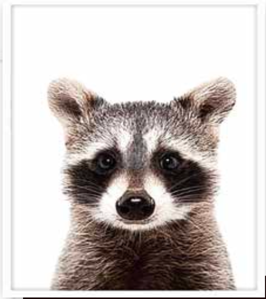 Isolated Raccoon - Large