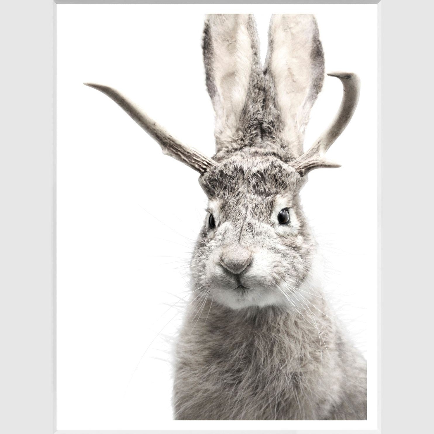 Jackalope (C426)-S