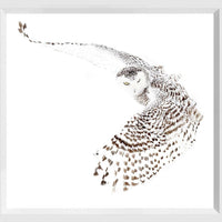 Snowy Owl