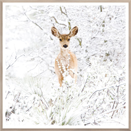 Colorado Mule Deer