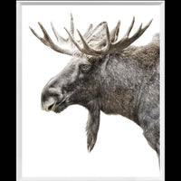 Algonquin Moose - Mini