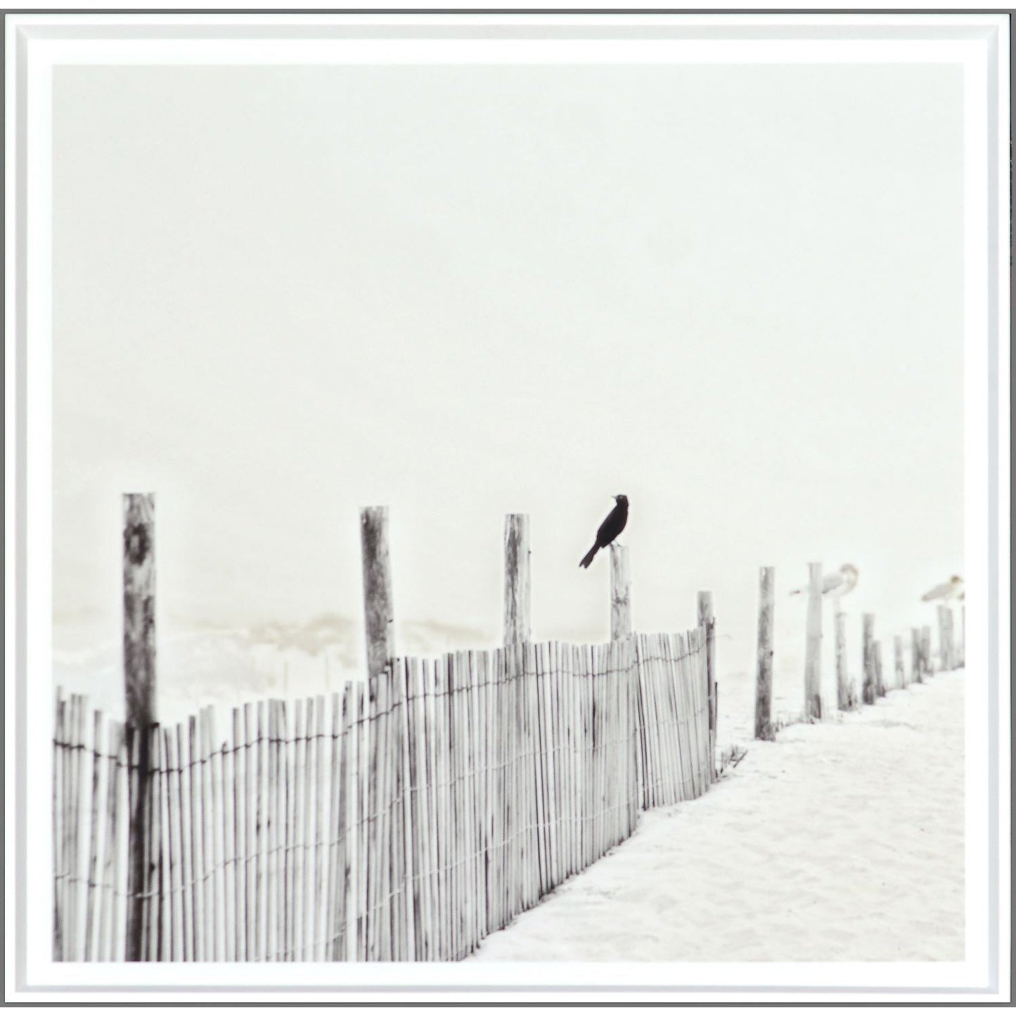 Blackbird on Fence