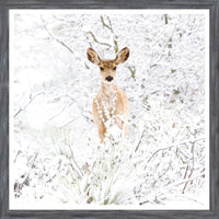 Colorado Mule Deer Mini-Grey