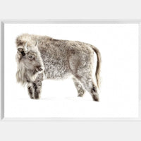 Juvenile Buffalo Mini