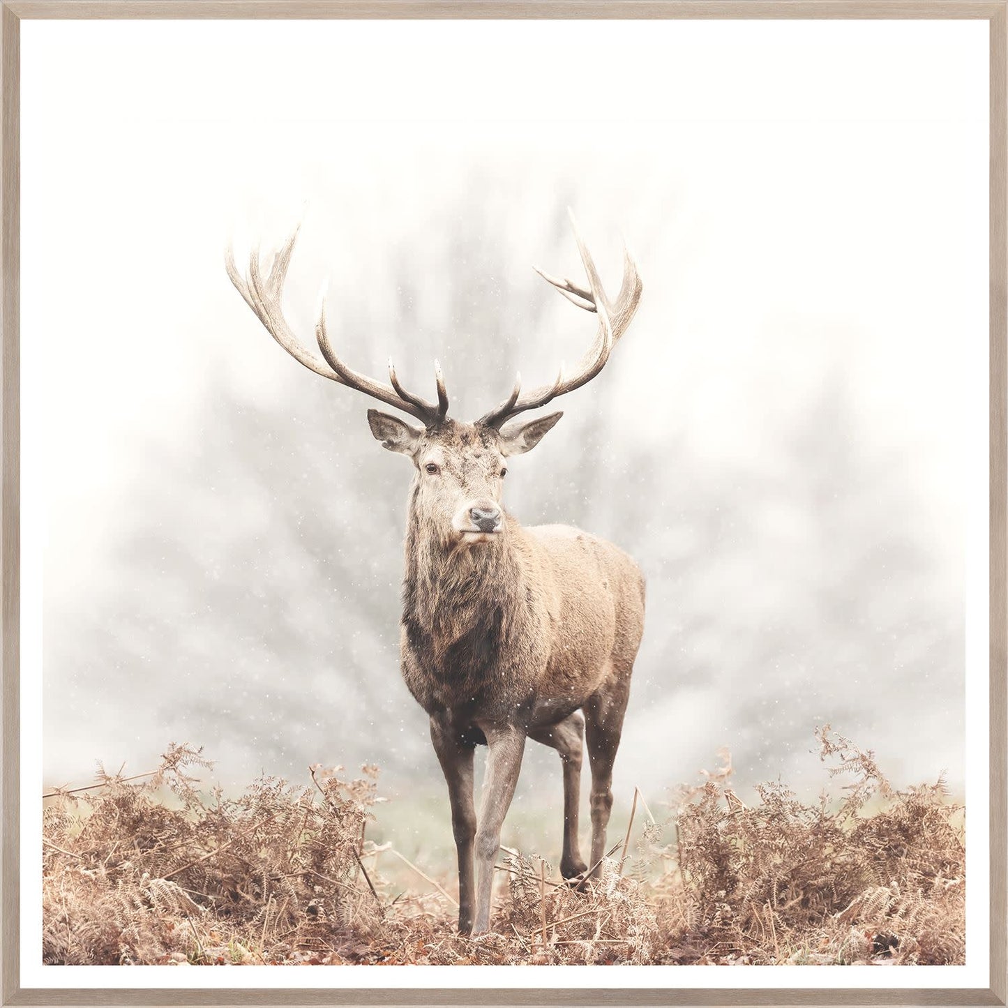 Red Deer Stag