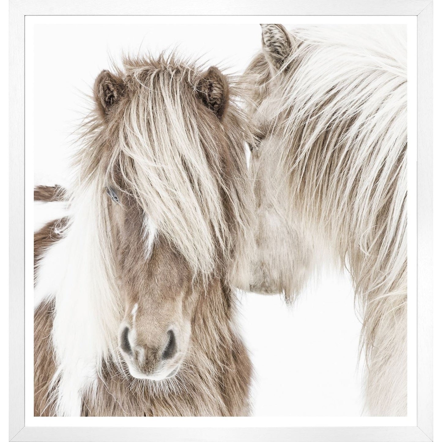 Icelandic Ponies