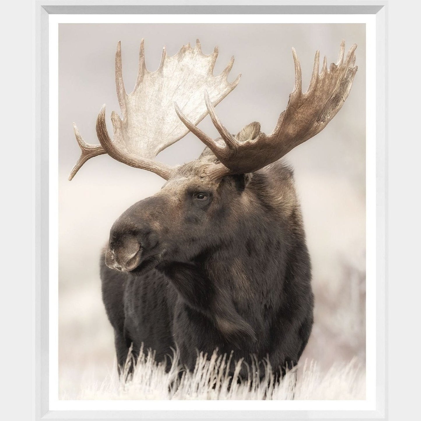 Grand Teton Moose Mini