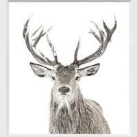 Stag Mini White Frame